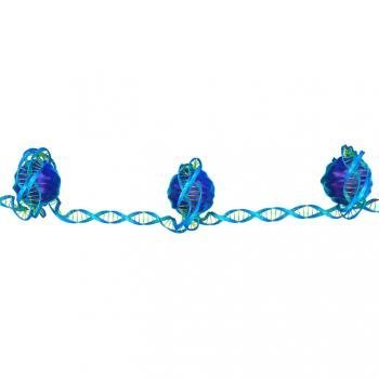 chromatin nucleosomes