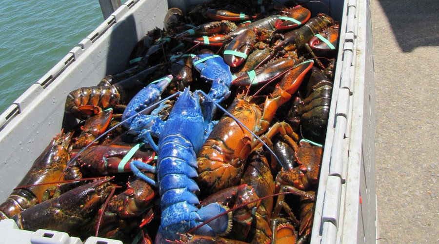 blue lobster