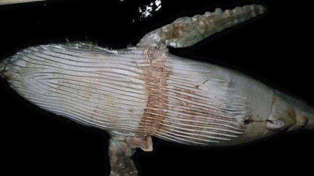 A dead humpback whale calf was found at the weekend at the Port of Brisbane. 