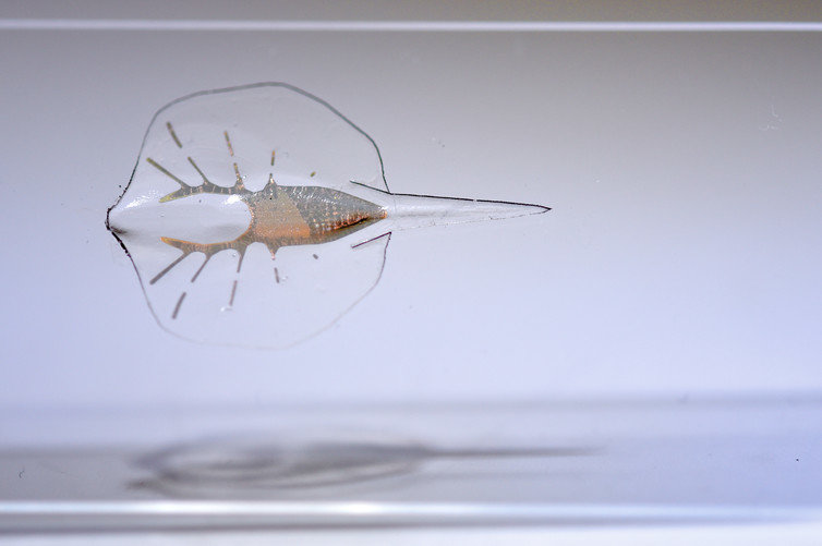 Click to enlarge biobot