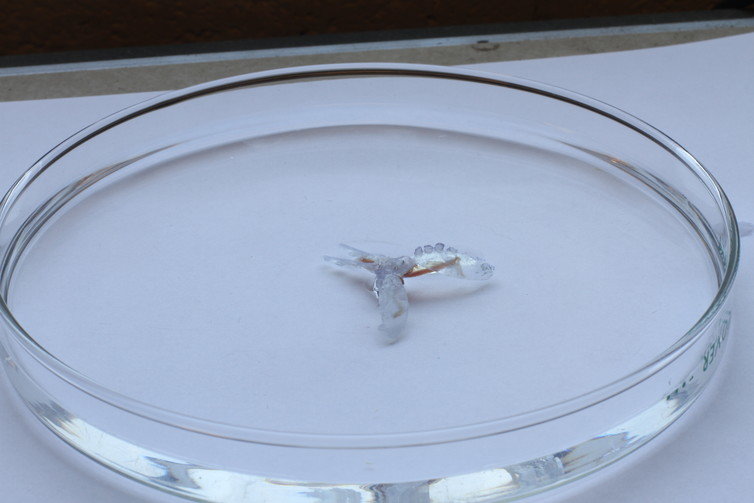 Click to enlarge biobot slug