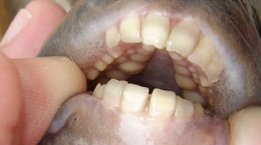 Pacu fish
