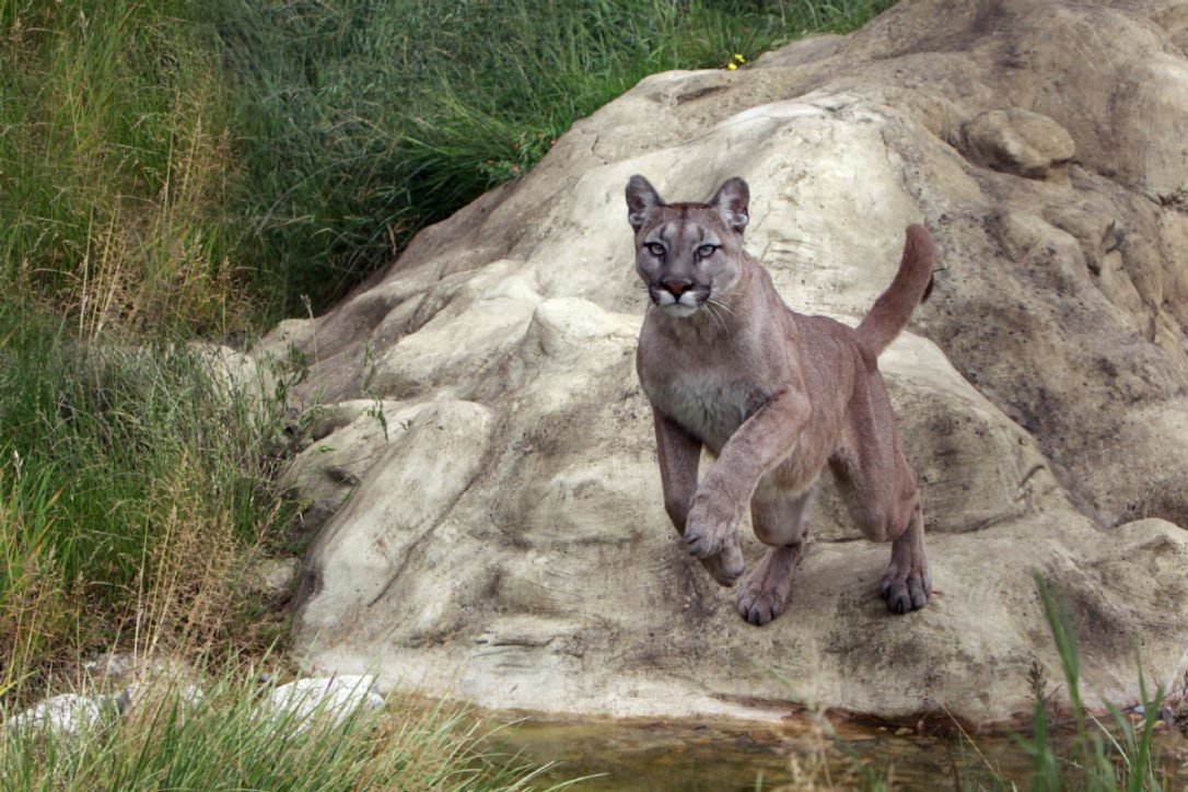 A cougar