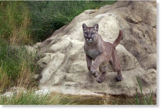 A cougar