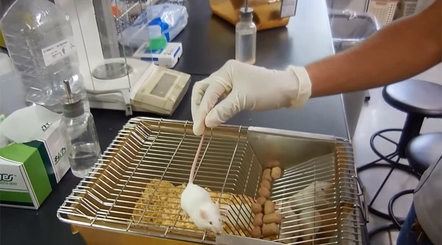 lab rat