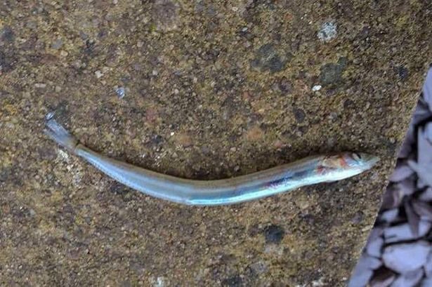 Click to enlarge Mystery fish in garden
