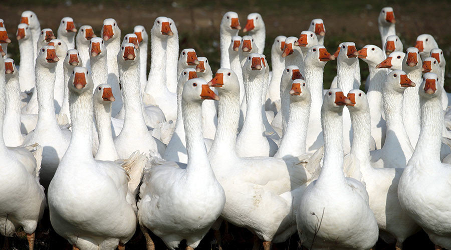 goose attacks drone