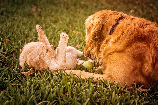 dog and puppy