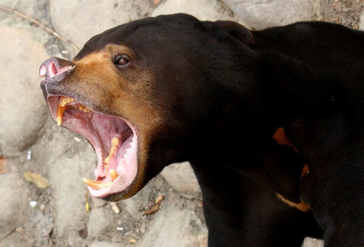  A Thai man died after he was attacked by a sun bear at a durian orchard near the Renok Baru Kesedar settlement here today. 