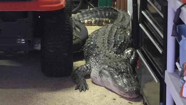 300 pound gator