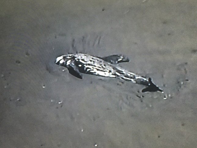A Risso's dolphin is stranded in the mud near San Francisco International Airport on Tuesday, Aug. 9, 2016
