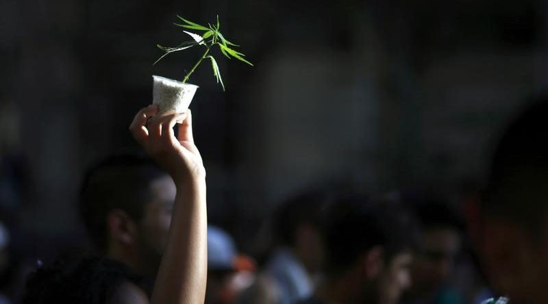 Protester holding pot plant