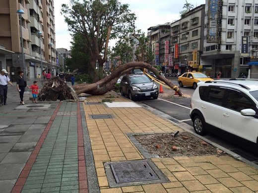 Click to enlarge car, tree, luck