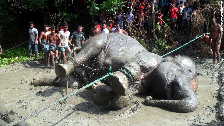 elephant flooded