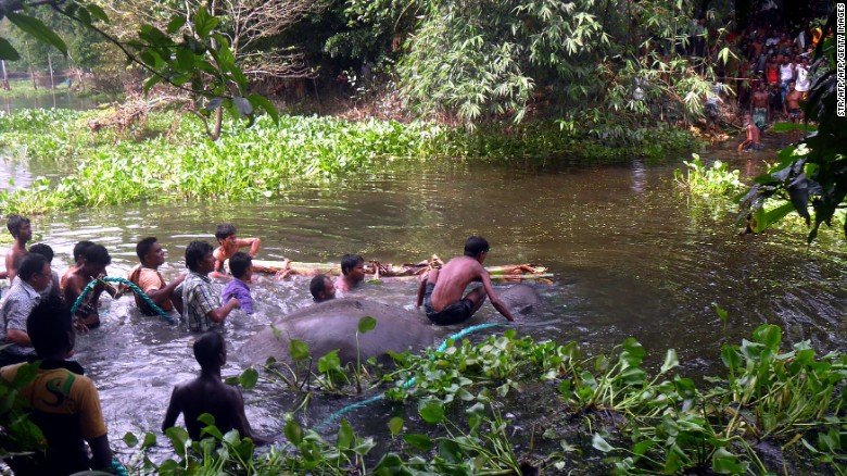 Click to enlarge rescuing elephant from water