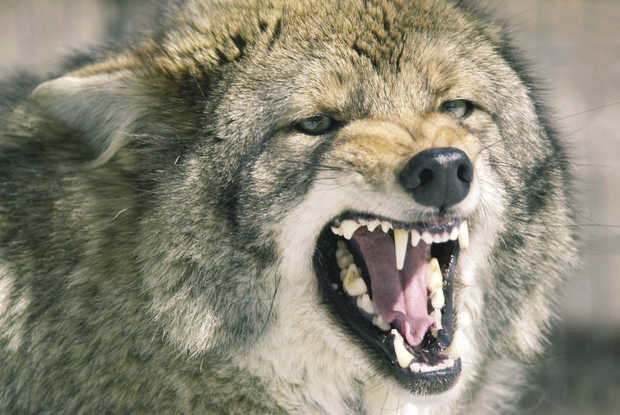 Coyote