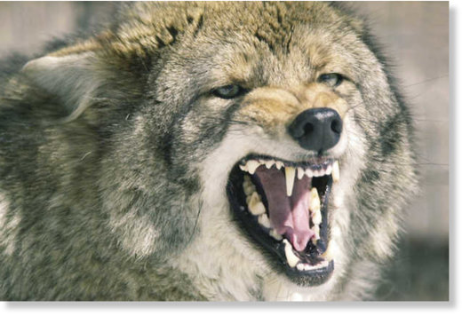 Coyote