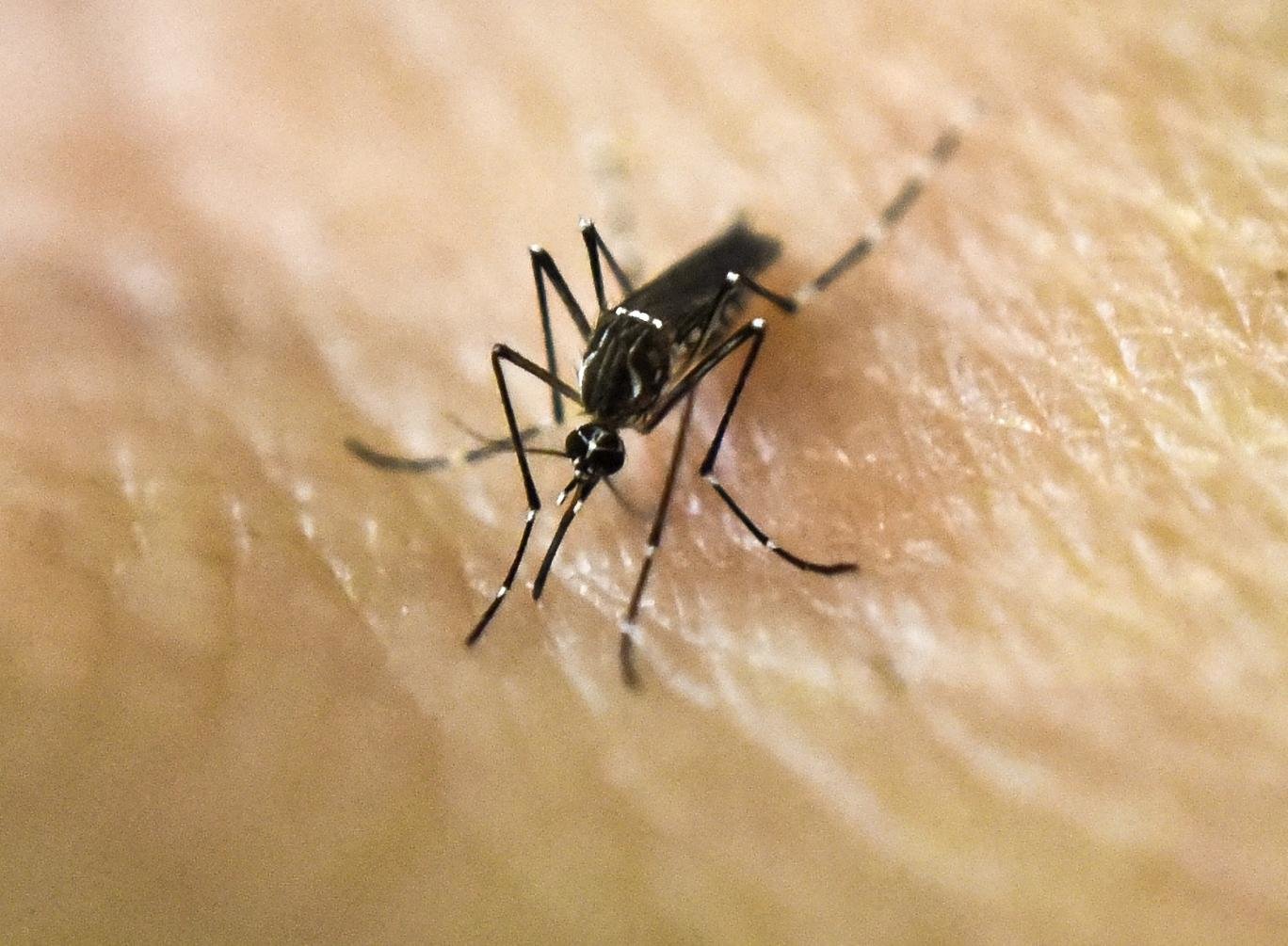 Click to enlarge Aedes Aegypti mosquito
