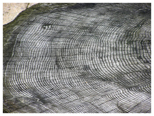 Click to enlarge Tree Rings