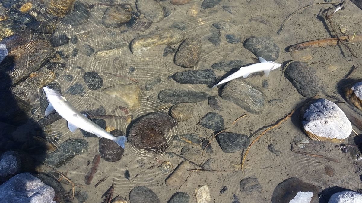 Dead whitefish