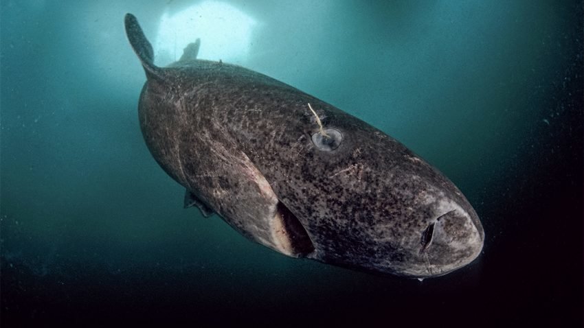 Greenland sharks grow a centimeter a year but live for centuries. 
