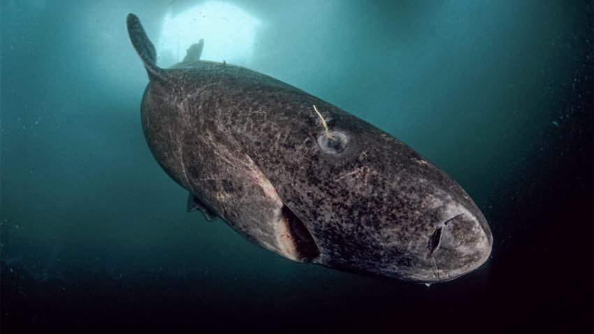 Click to enlarge Greenland sharks grow a centimeter a year but live for centuries.