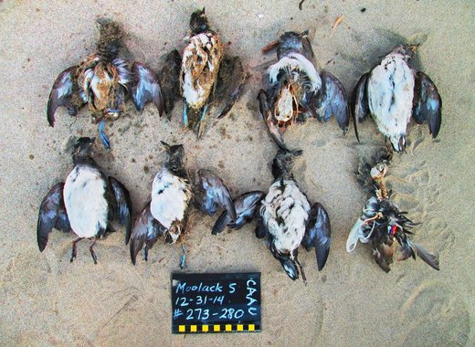 dead Cassin’s auklets