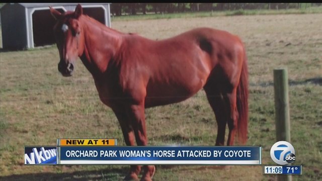 Horse