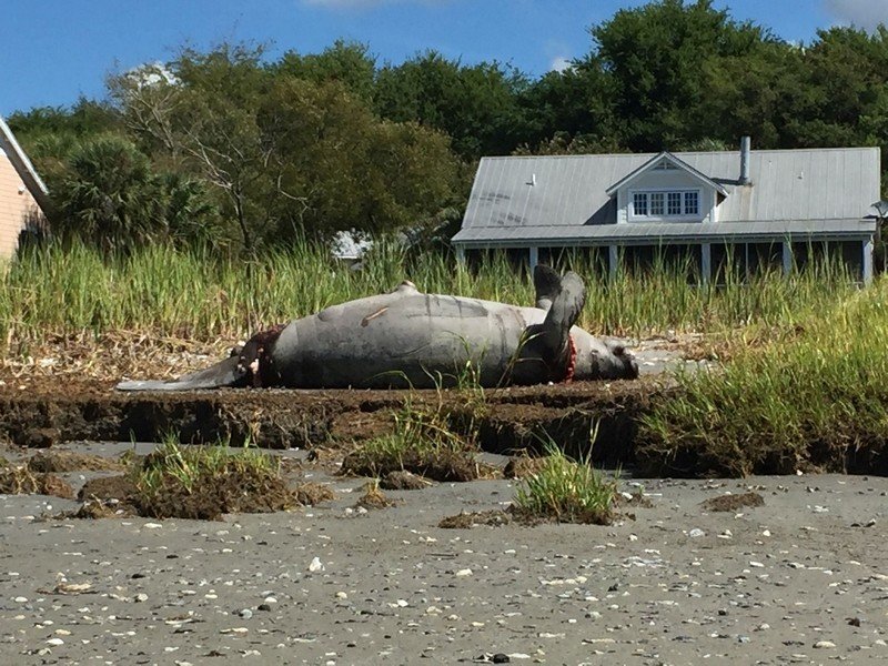 A dead manatee was found Tuesday washed up in the marsh at the mouth of Shem Creek