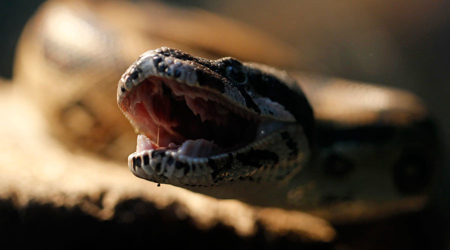 snake