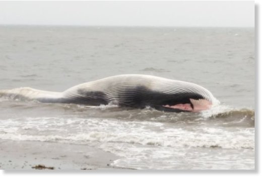 Whale washed up on Shankill beach
