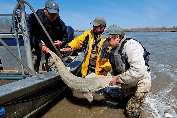 Big fish in a river