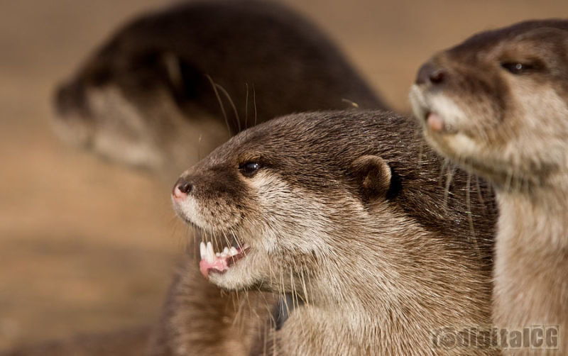 Otters
