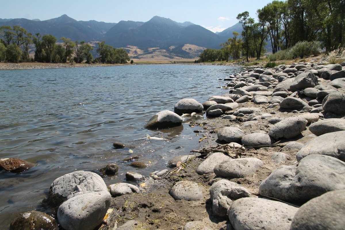 Click to enlarge Yellowstone river dying fish