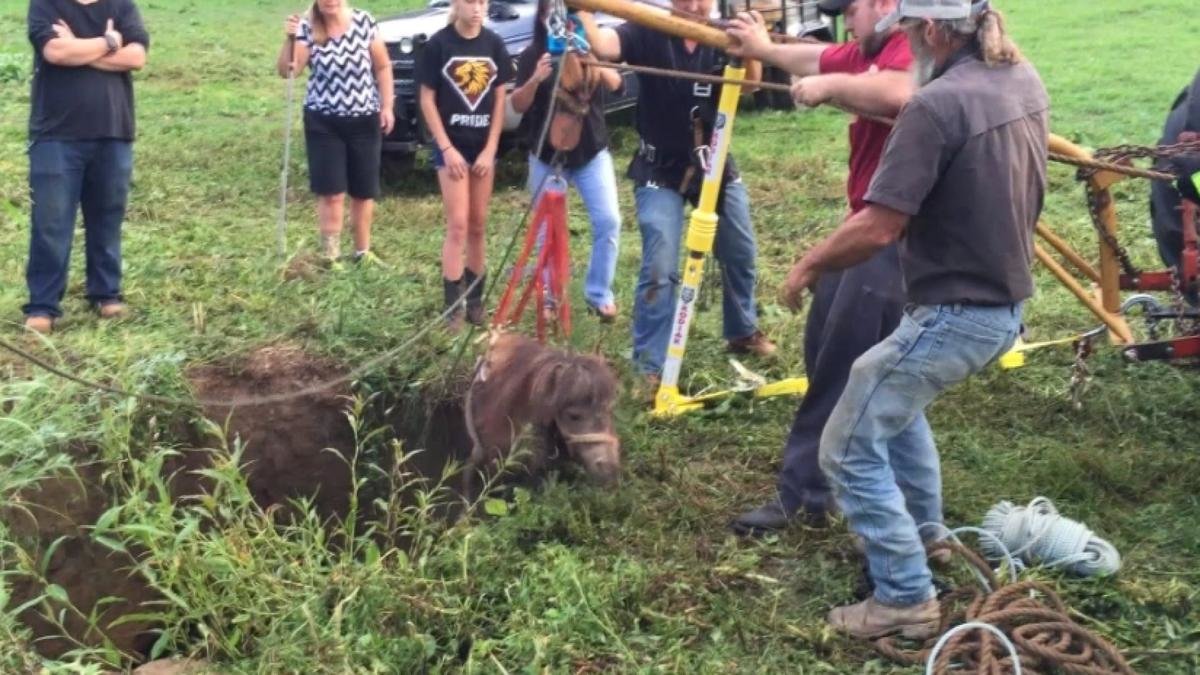 Click to enlarge miniature horse sinkhole