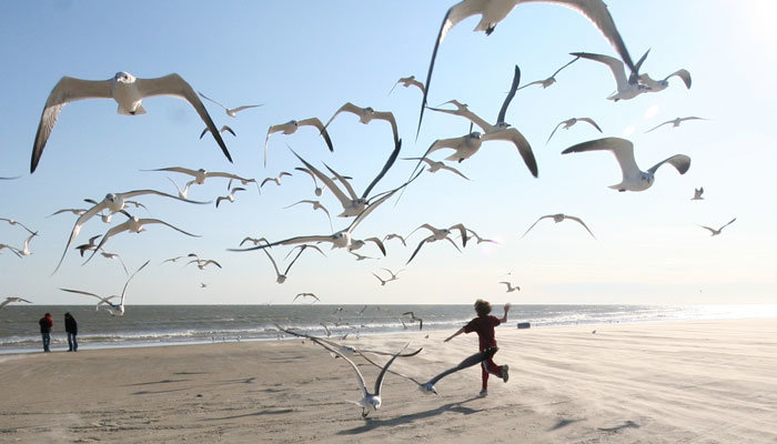 Click to enlarge seagull beach