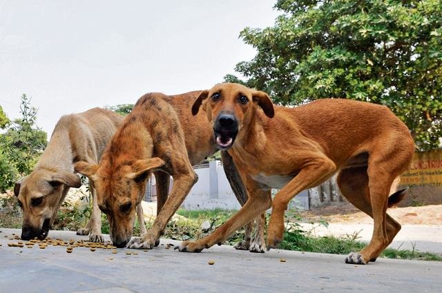 Stray dogs