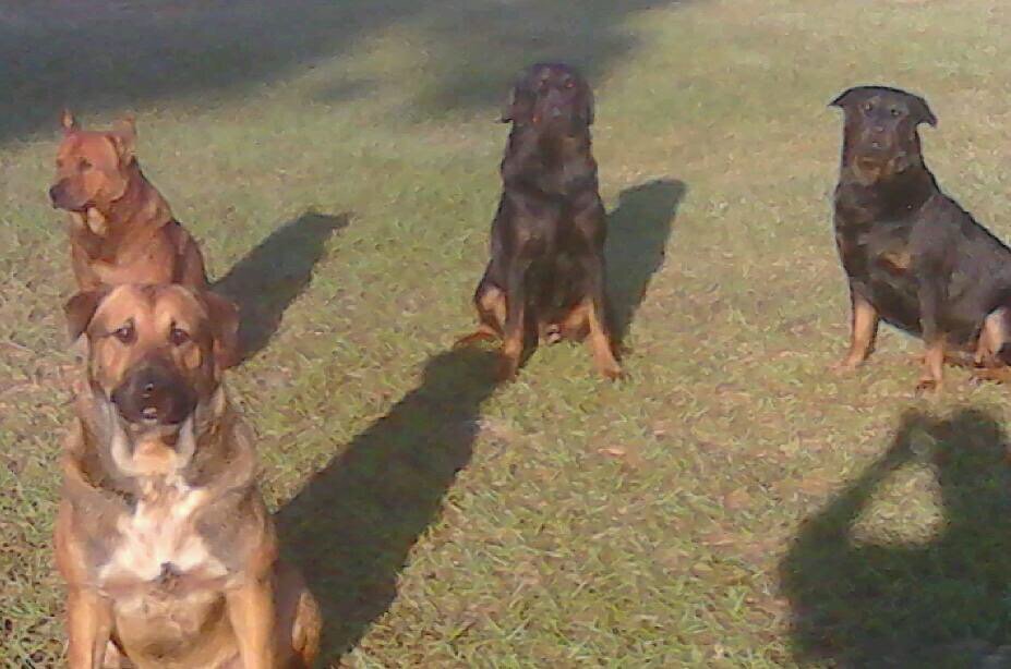 Owner releases photo of all 4 dogs seized after deadly attack