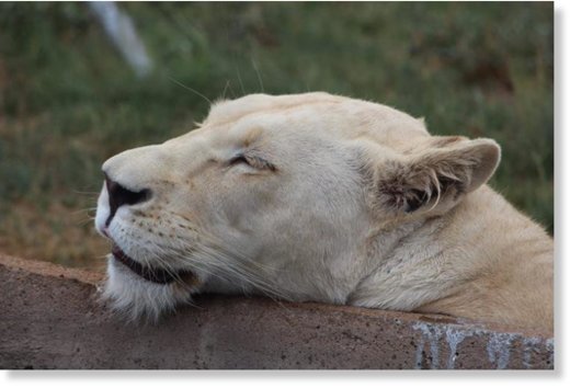Otavi is not a lion park and a breeding place for lions since it only has one sexually mature pair, but has four different predators and 11 different game species