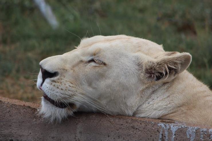 Otavi is not a lion park and a breeding place for lions since it only has one sexually mature pair, but has four different predators and 11 different game species