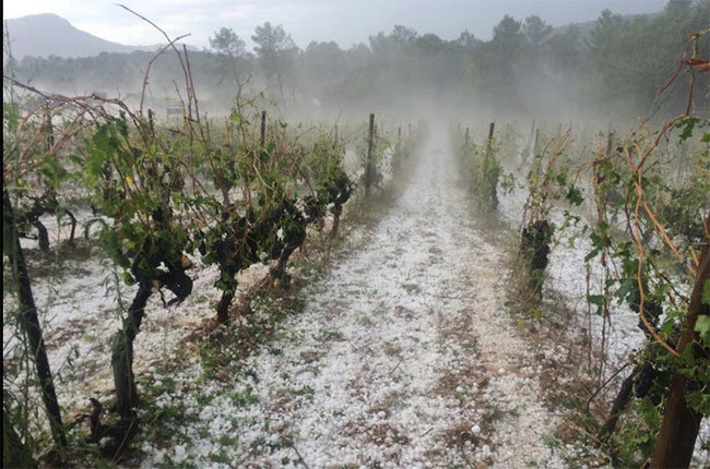 Hail hits vines near the Pic-St-Loup