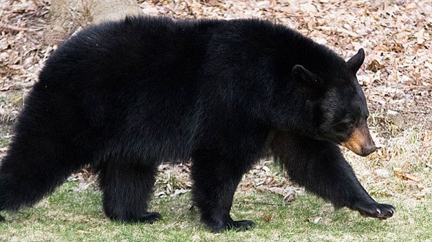 black bear
