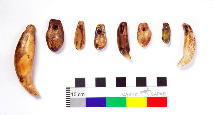 Click to enlarge teeth of different animals