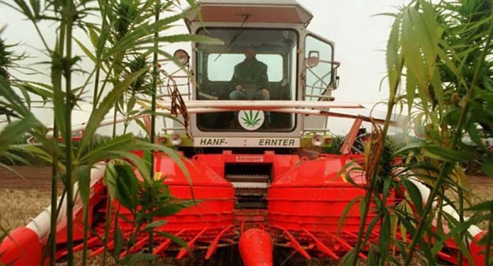 Click to enlarge Hemp