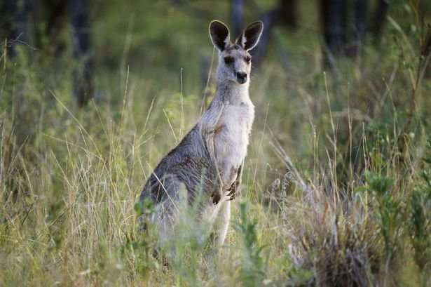 A child has been rushed to hospital after being attacked by a kangaroo