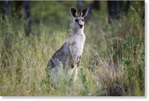 A child has been rushed to hospital after being attacked by a kangaroo