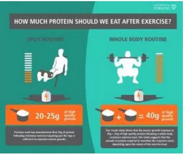 protein after exercise