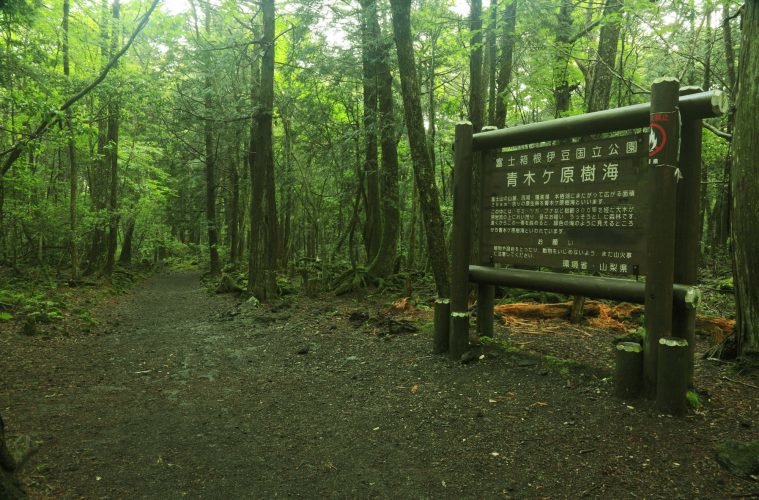 suicide forest japan