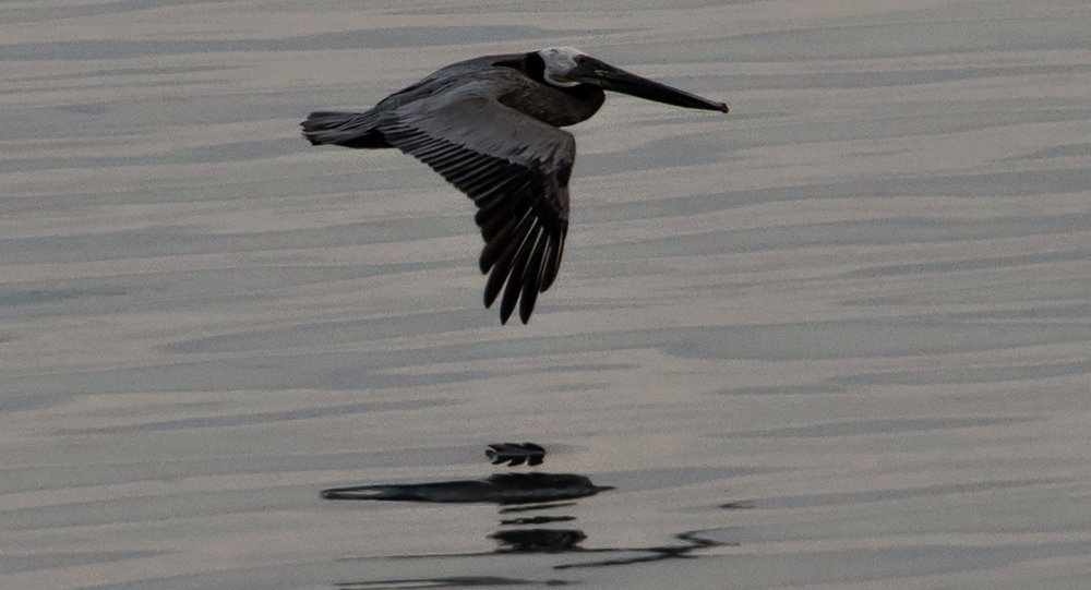 Click to enlarge Oil spill