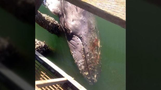 A dead juvenile humpback whale washed ashore in the Cowichan Valley after being spotted in the area for days. Aug. 23, 2016. 